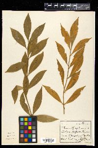 Ruscus hypoglossum image