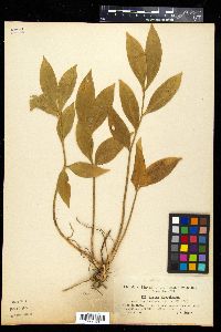 Ruscus hypoglossum image