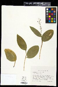 Smilacina trifolia image