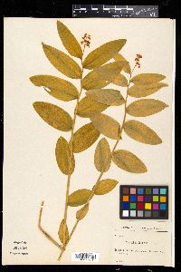 Media resource of Maianthemum dahuricum