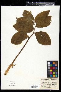Media resource of Maianthemum japonicum
