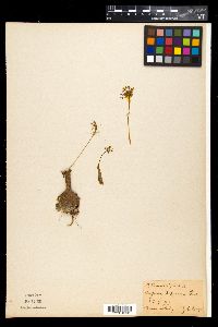 Media resource of Fusifilum depressum