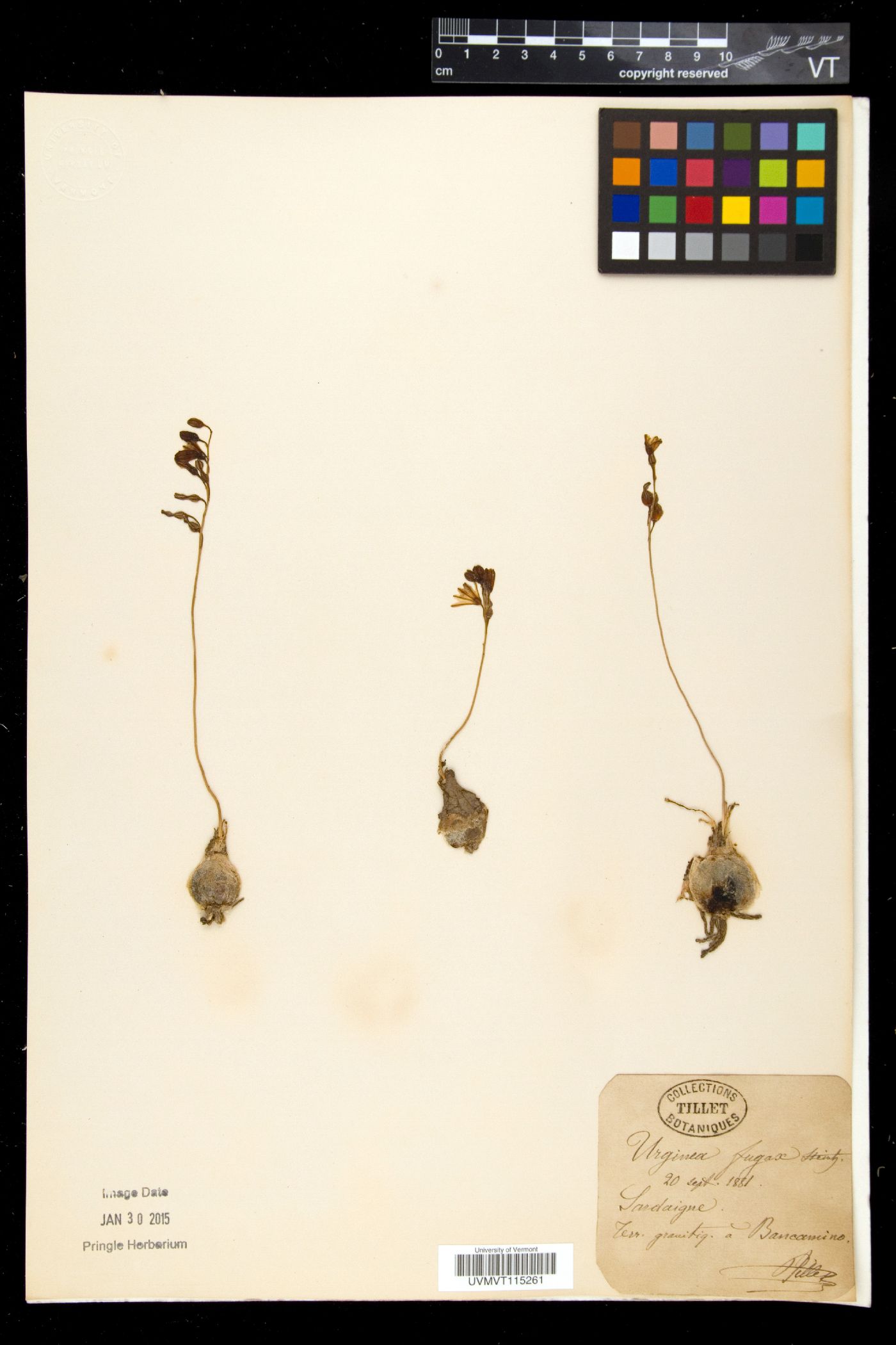 Drimia fugax image