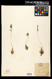 Drimia fugax image