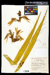 Yucca baccata image