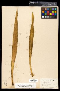 Yucca filamentosa image