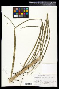Acrocomia aculeata image
