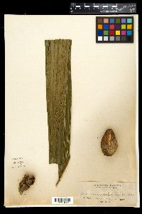 Areca catechu image