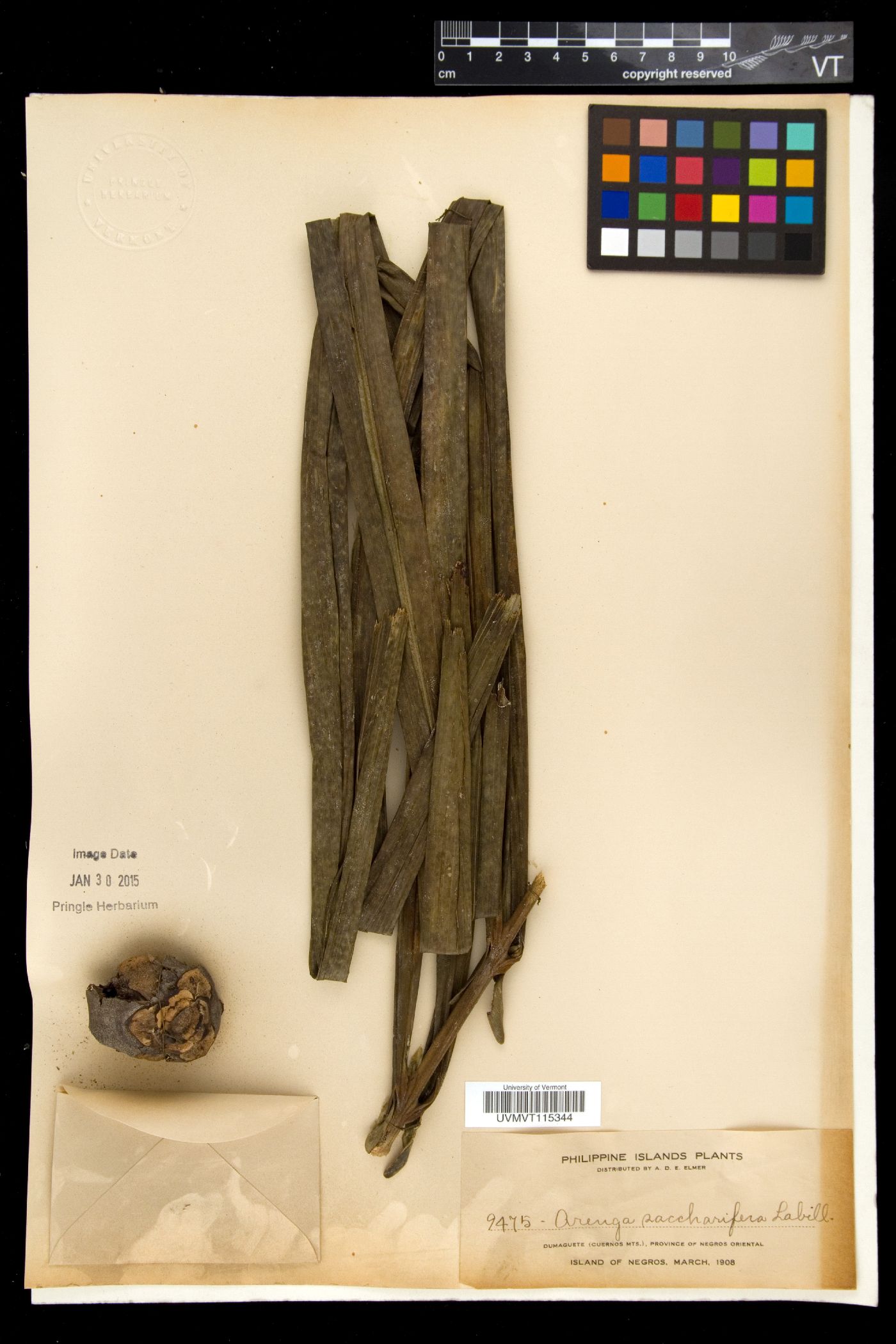 Arenga saccharifera image
