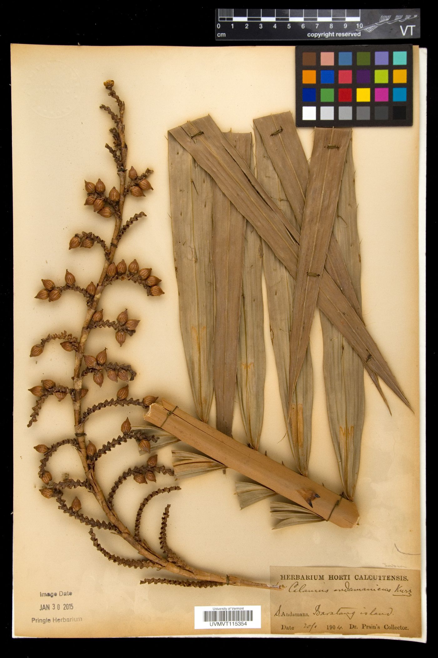 Calamus andamanicus image