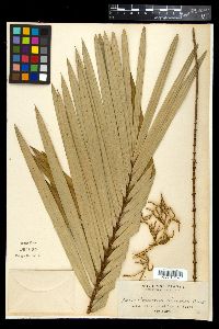 Media resource of Calamus discolor