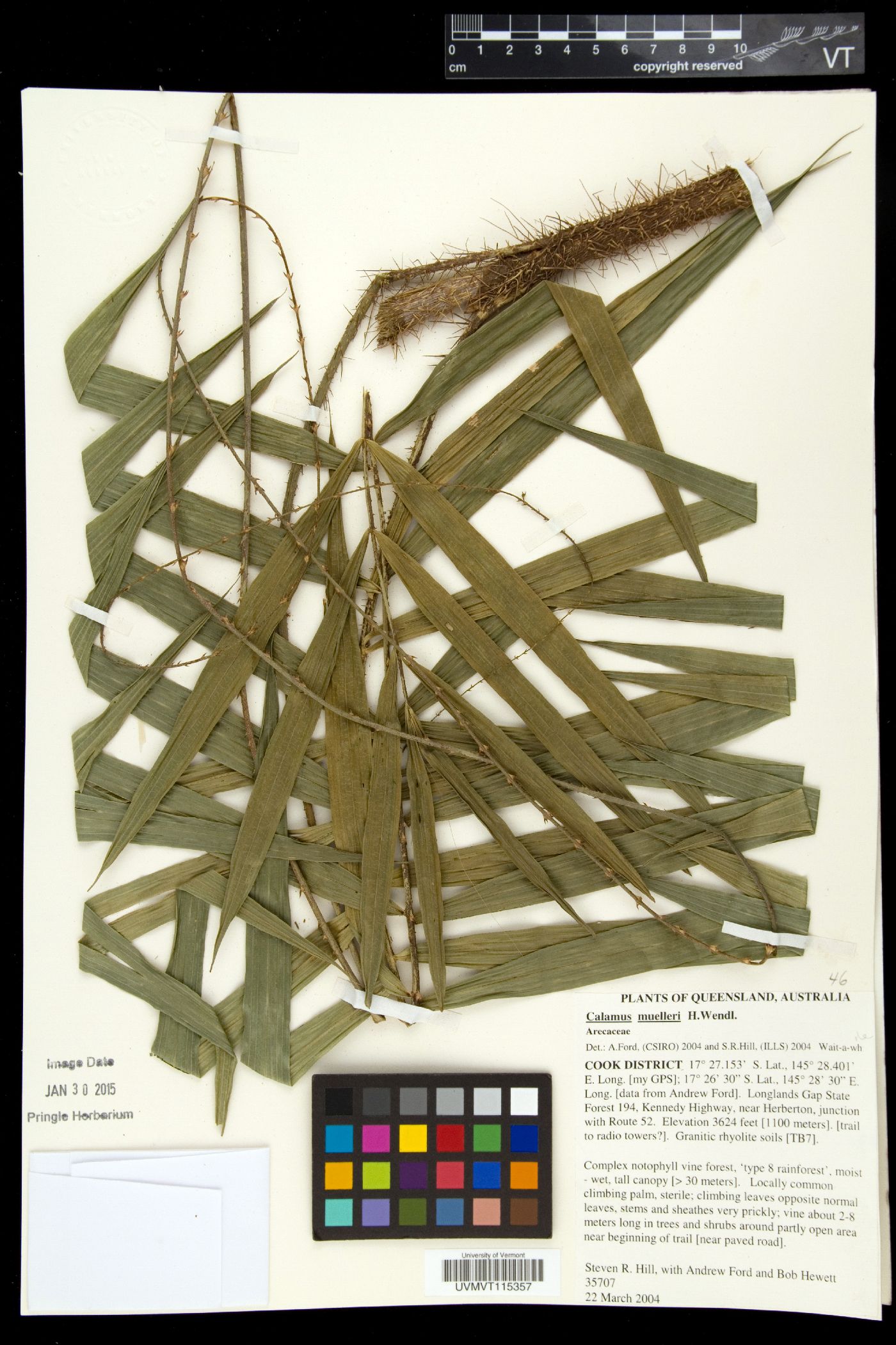 Calamus muelleri image