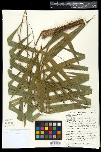 Media resource of Calamus muelleri
