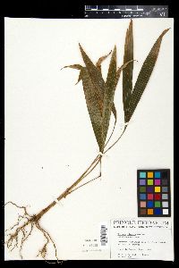Prestoea acuminata var. montana image