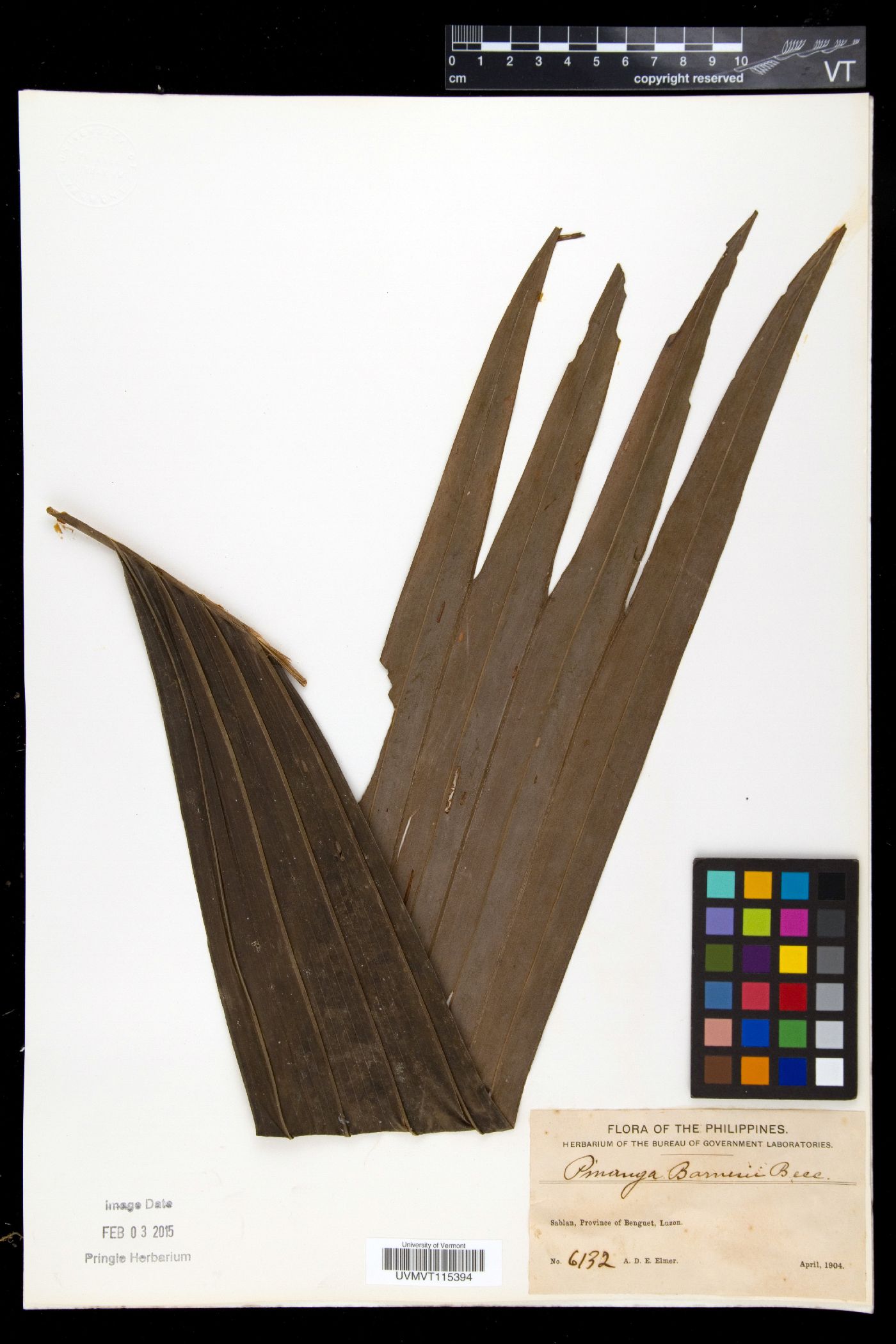 Pinanga maculata image