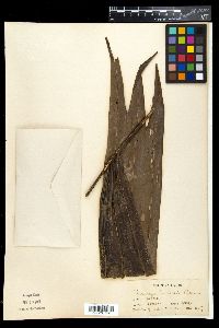 Pinanga maculata image