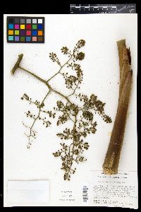 Pseudophoenix sargentii image