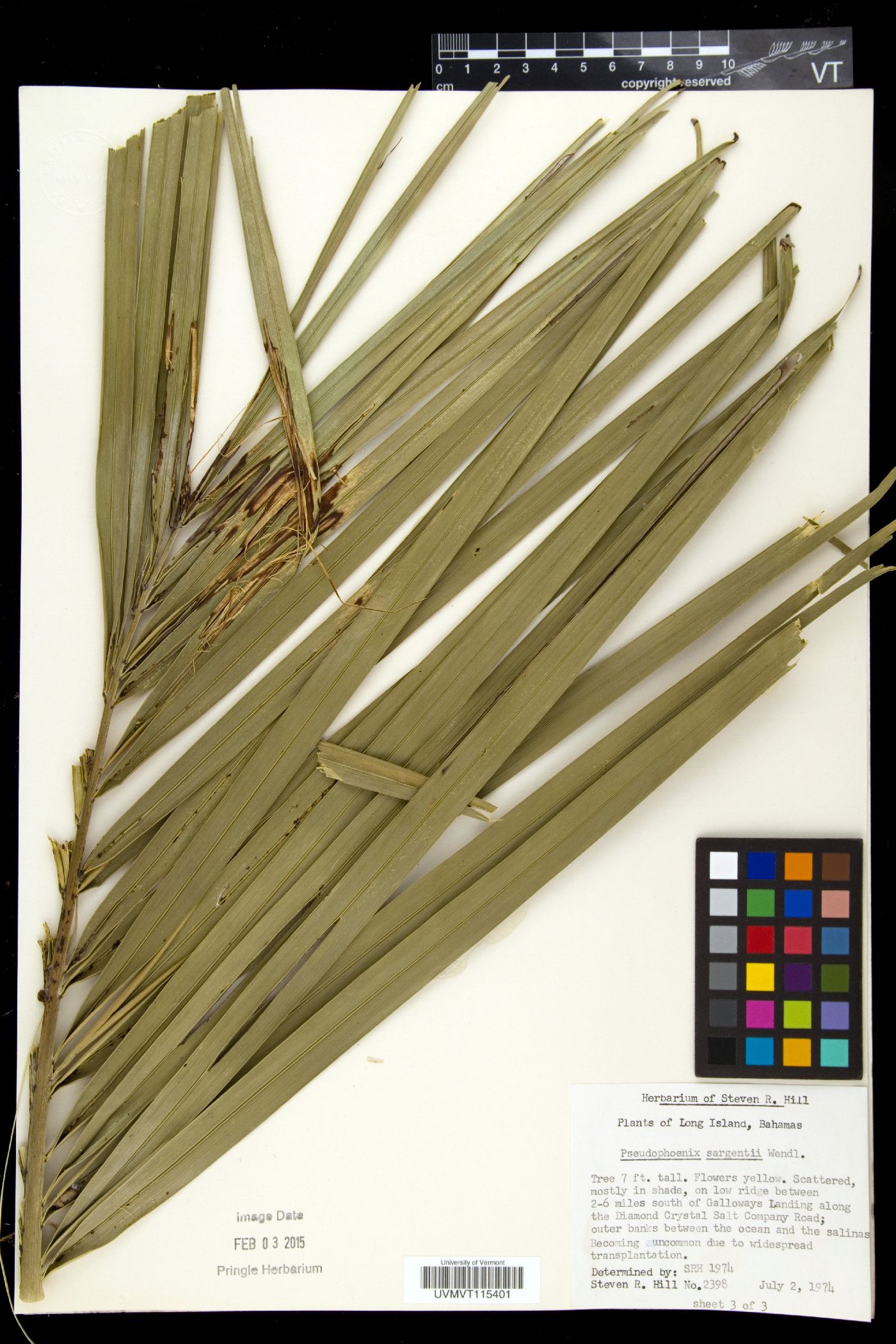 Pseudophoenix sargentii image