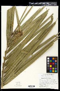 Pseudophoenix sargentii image
