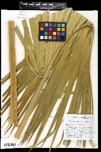Sabal palmetto image