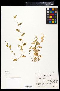 Callisia monandra image