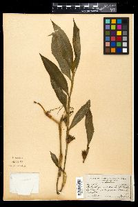 Media resource of Coleotrype natalensis