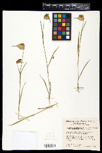 Commelina dianthifolia var. longispatha image