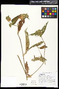 Commelina erecta var. deamiana image