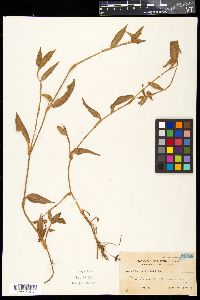 Commelina nudiflora image