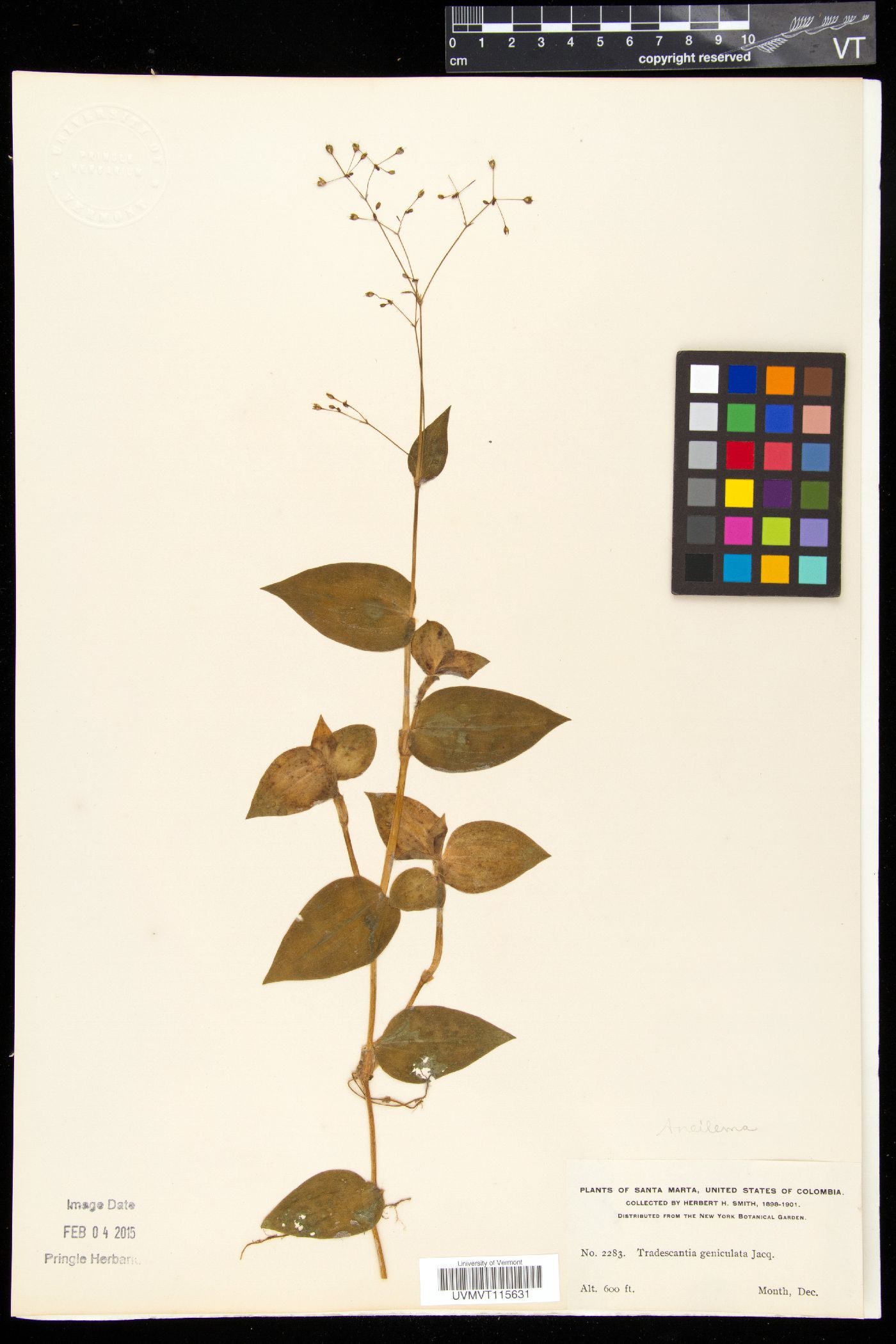 Tradescantia geniculata image