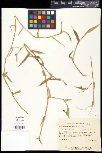 Murdannia keisak image