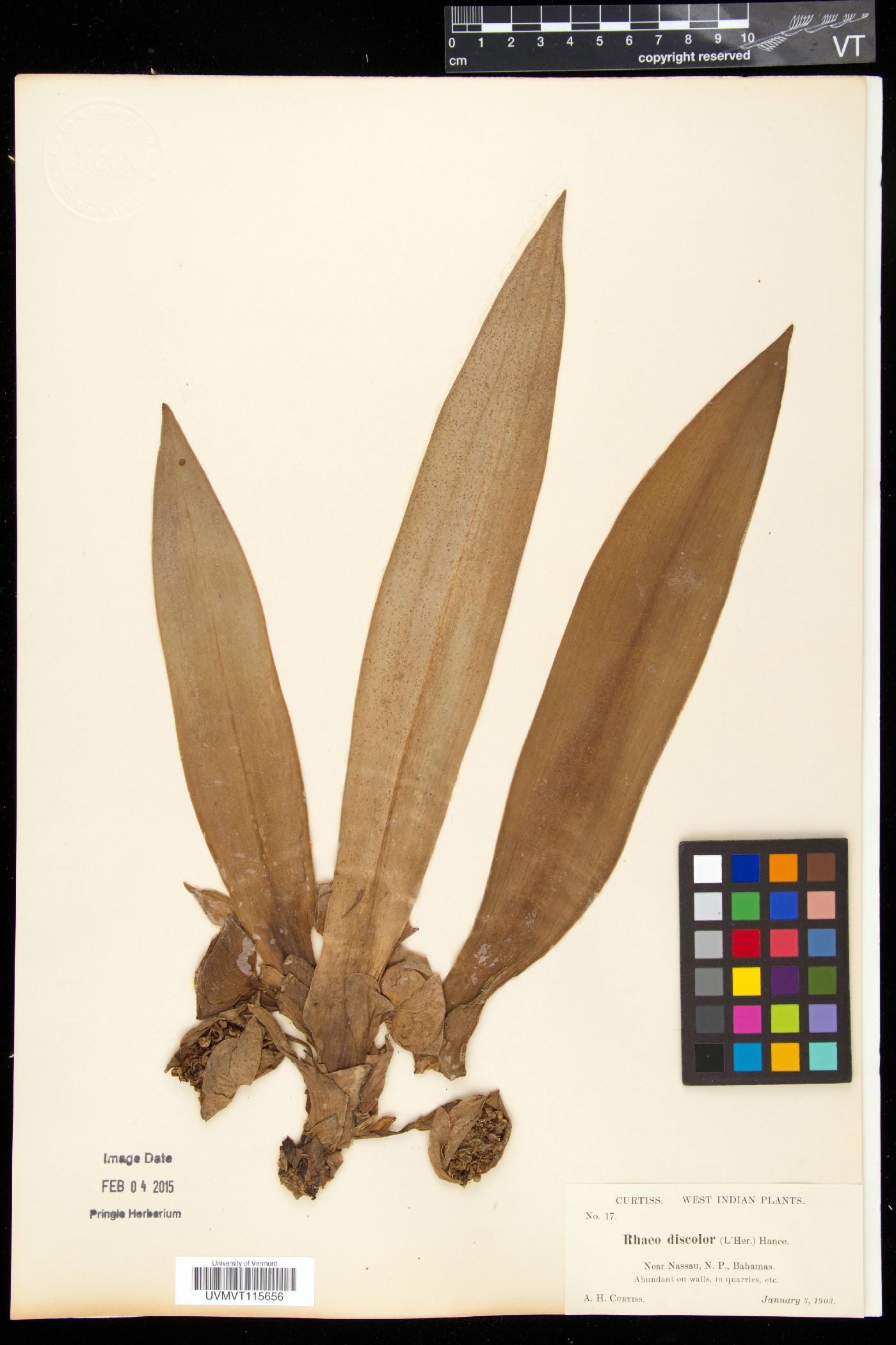 Separotheca image