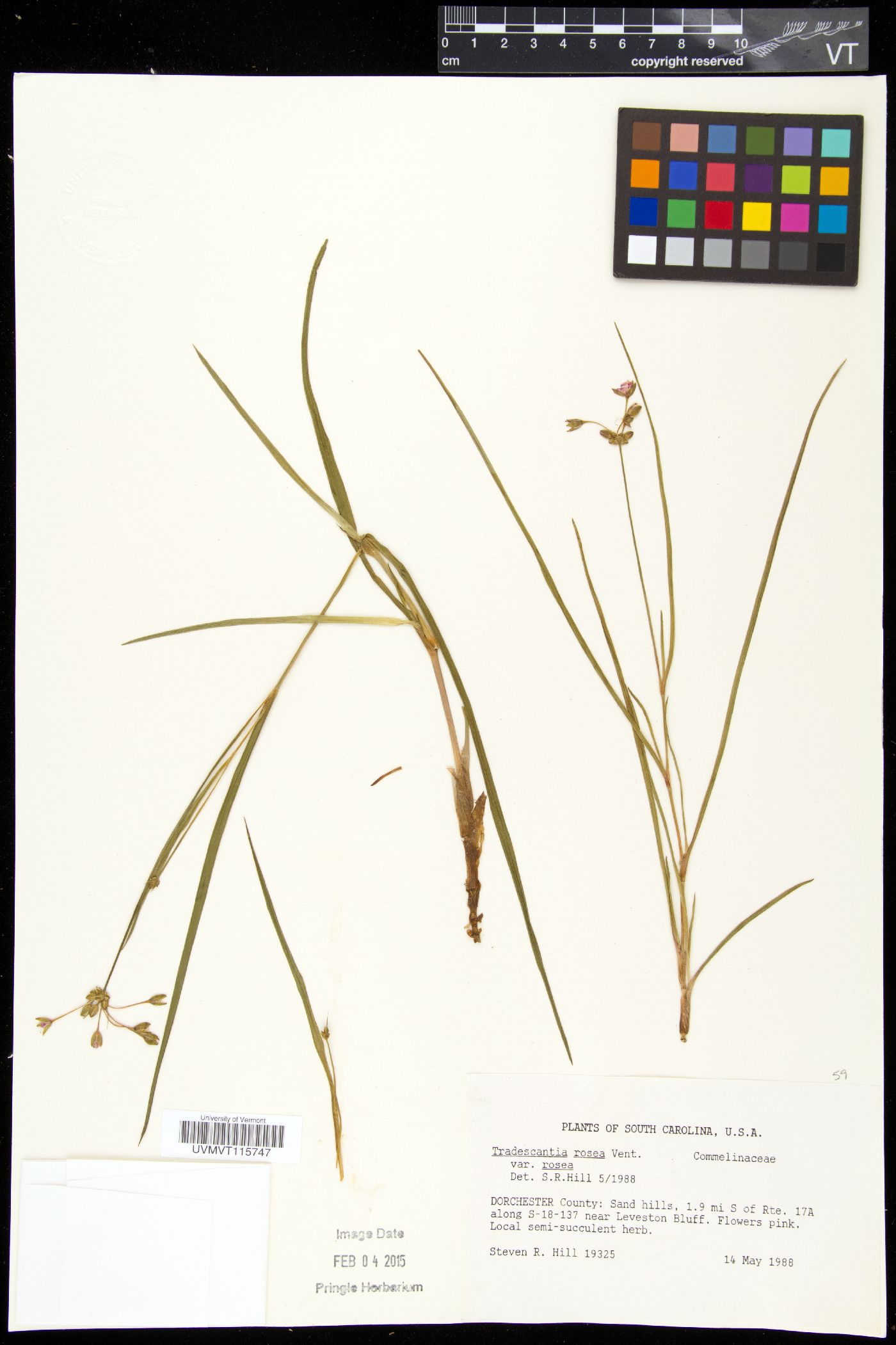 Tradescantia rosea image