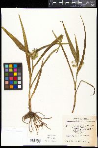 Tradescantia virginiana image