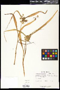 Tradescantia virginiana image
