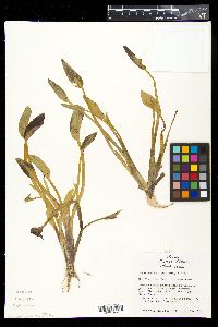 Heteranthera limosa image