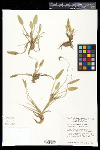 Heteranthera limosa image