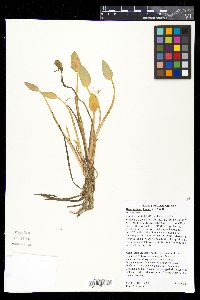 Heteranthera limosa image