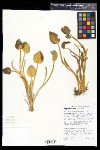 Heteranthera limosa image
