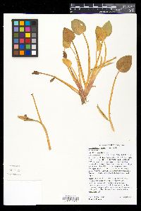 Heteranthera limosa image