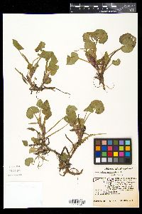 Heteranthera reniformis image