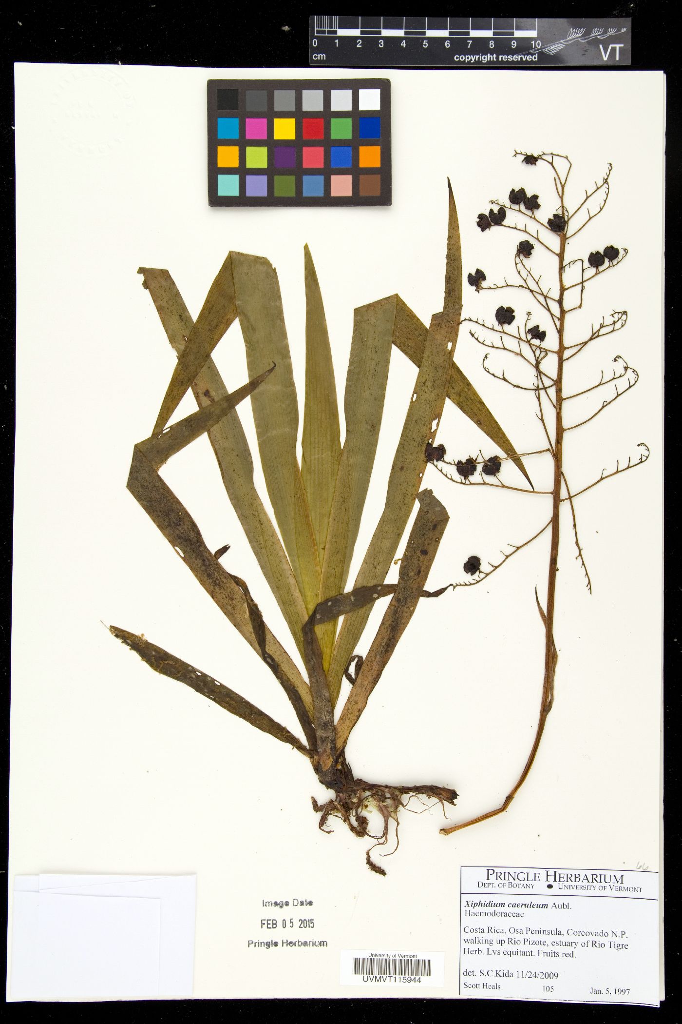 Wachendorfia image