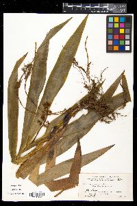 Xiphidium caeruleum image