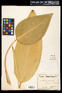 Thalia dealbata image