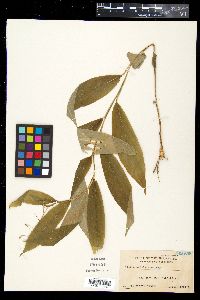 Media resource of Globba ustulata