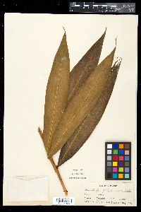 Etlingera philippinensis image
