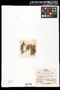 Media resource of Zingiber mioga