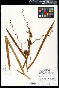 Sparganium eurycarpum image