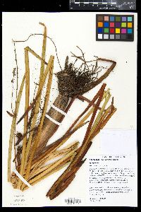 Sparganium eurycarpum image