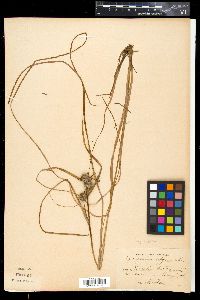 Sparganium angustifolium image